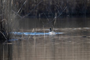 Gölde güzel bir ördek resmi.