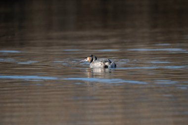 Yaygın (fulica atra) doğal ortamında.