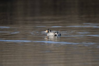 İsveççe 'deki doğal yaşam ortamında yaygın olarak rastlanan yağ tabakası