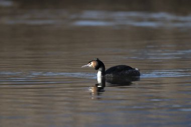 Siyah - Danimarka 'daki doğal habitatında boyun eğmiş yunus balığı