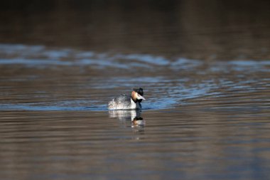 Suda yüzen bir kuşun güzel bir görüntüsü.