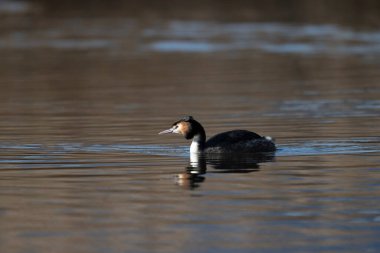 Sudaki siyah beyaz kuş