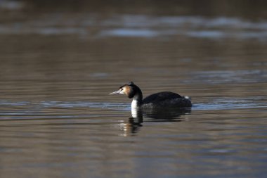 Yaygın grebe, podicbe, ruficlis