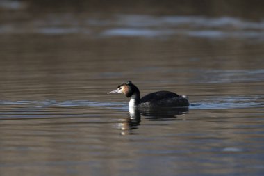 Yaygın pogrebe, podiceps kristali, erkek, yetişkin, kuş, su