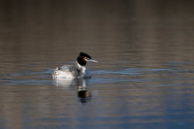 Grebe, grebe grebe ruruus grelis, sudaki tek kuş, Mart 202