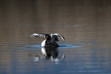 Büyük ibikli yunus, diktatörlük, erkek ve dişi suda yüzüyor.