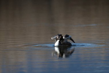 yaygın ördek (fulica) )