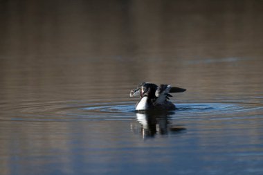 Siyah kuyruklu ördek. Gagasında küçük beyaz bir tişört var. Gölde yüzme havuzu var..