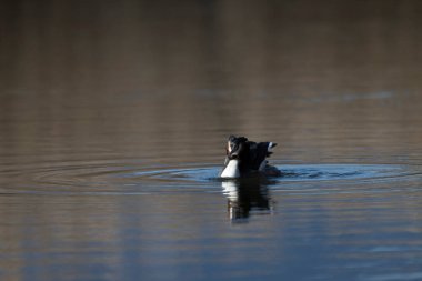 büyük ibikli grebe (diceps kristali )