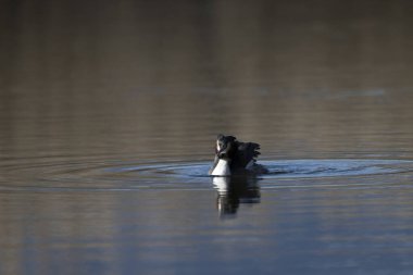 Siyah kuğu baharda gölette yüzüyor.