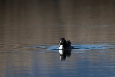 Beyaz boyunlu ördek gölette yüzüyor. Su bir gölette yüzüyor..