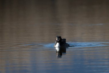 suyun içinde yaban ördeği