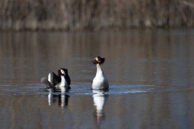 Kışın siyah ibikli grebe (podiceps cristatus), İsveç
