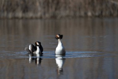 İki ördek suda yüzüyor.