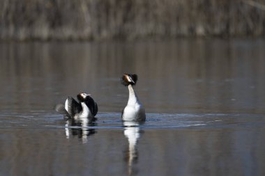 Büyük ibikli grebe (Podiceps kristali )