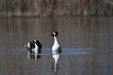 Bir çift siyah başlı karabatak (phalcorax corbo) vahşi doğada