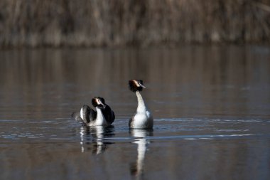 Bir çift Vahşi Ördek Suda