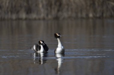 Kanada kazı vahşi, hayvan doğası, fauna