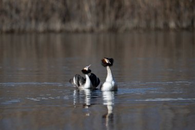 Suda bir çift siyah başlı karabatak (lökopalus corphalus corax) bulunur..