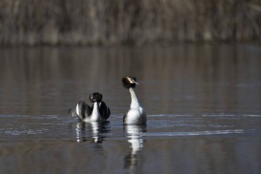 Gölde siyah beyaz kuğu