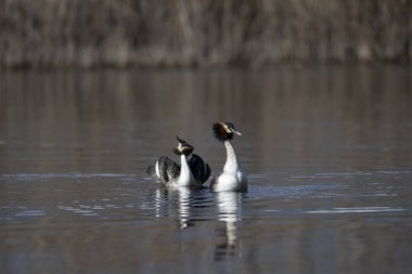 Büyük beyaz ibikli yunus balığı.