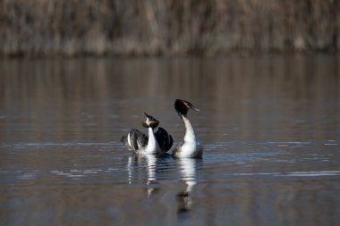 Gölde yüzen bir çift ördek.