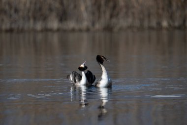 Büyük ibikli grebe, dicdica cristatus, 2 Şubat 199 'da tek kuş.