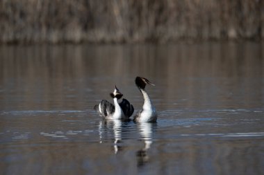 Büyük ibikli yaban domuzu, poz verir
