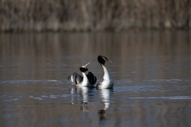 Gölde iki siyah başlı ördek