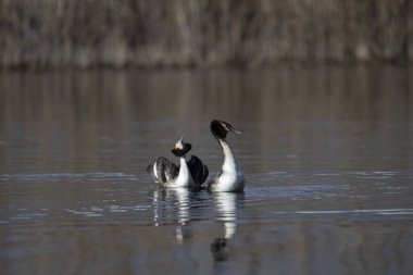 siyah başlı ördek (podicus leucocephala )