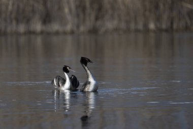 Su gölünde siyah beyaz ördek