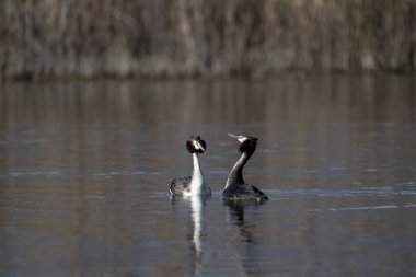 Büyük ibikli yunus, podiseps kristali, yuvasında kuş, İspanya, Avrupa