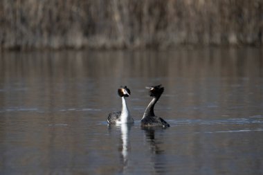 Kanada kazı (branta canadensis) gölde