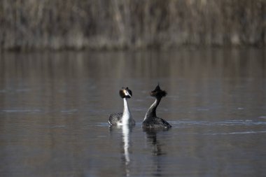 Büyük ibikli grebe, podiseps kristali, yuvadaki kuş, İspanya