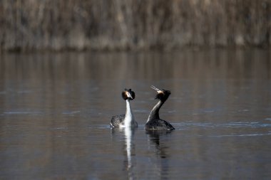 Büyük ibikli grebe, Podiceps kristali