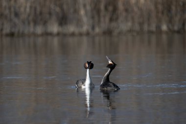 Büyük ibikli karabatak, falakrocarax karbonhidrat, sudaki tek kuş, Romanya, Mayıs 216