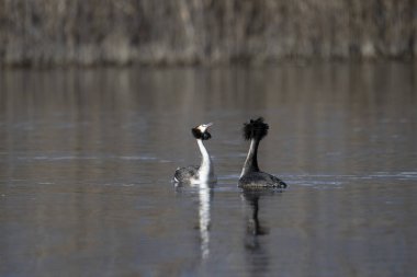Gölde büyük beyaz bir yunus