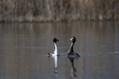 Suda bir çift ördek