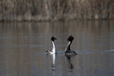 Gölde bir çift ördek