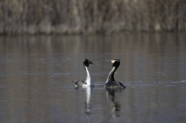 Kışın gölde siyah kuğular.