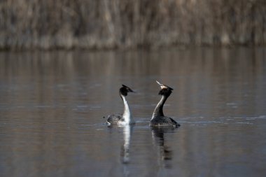 Büyük beyaz morantlar, siyah ve beyaz