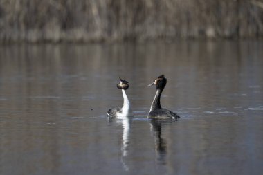 Kanada kazlar bir gölet üzerinde