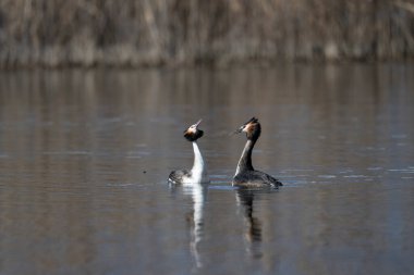 büyük ibikli karabatak (corax akrocorax cristatus) göl üzerinde)