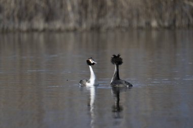 Gölde yüzen iki beyaz kuğu.