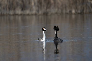Büyük beyaz kaz (podiseps cristatus )