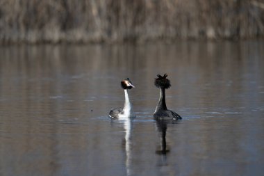 Siyah başlı ördek suyun içinde