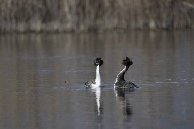 Beyaz ibikli yağ, Dicdicus kristali, gölde yüzme, Almanya