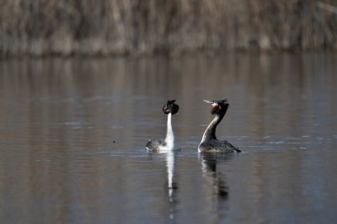 Doğal ortamda büyük ibikli yağ.