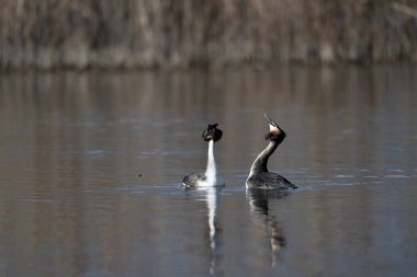 Doğal ortamdaki siyah ve beyaz karabatak