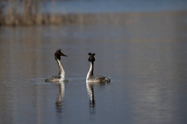 büyük armalı grebe (podiccristatus )